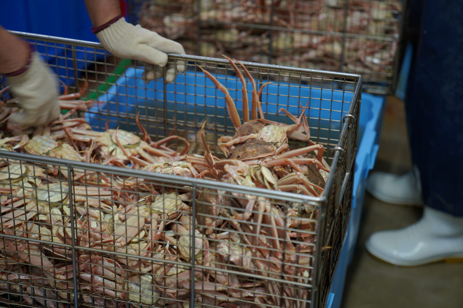 洗浄後のセイコガニを茹で釜用のカゴに並べる工程