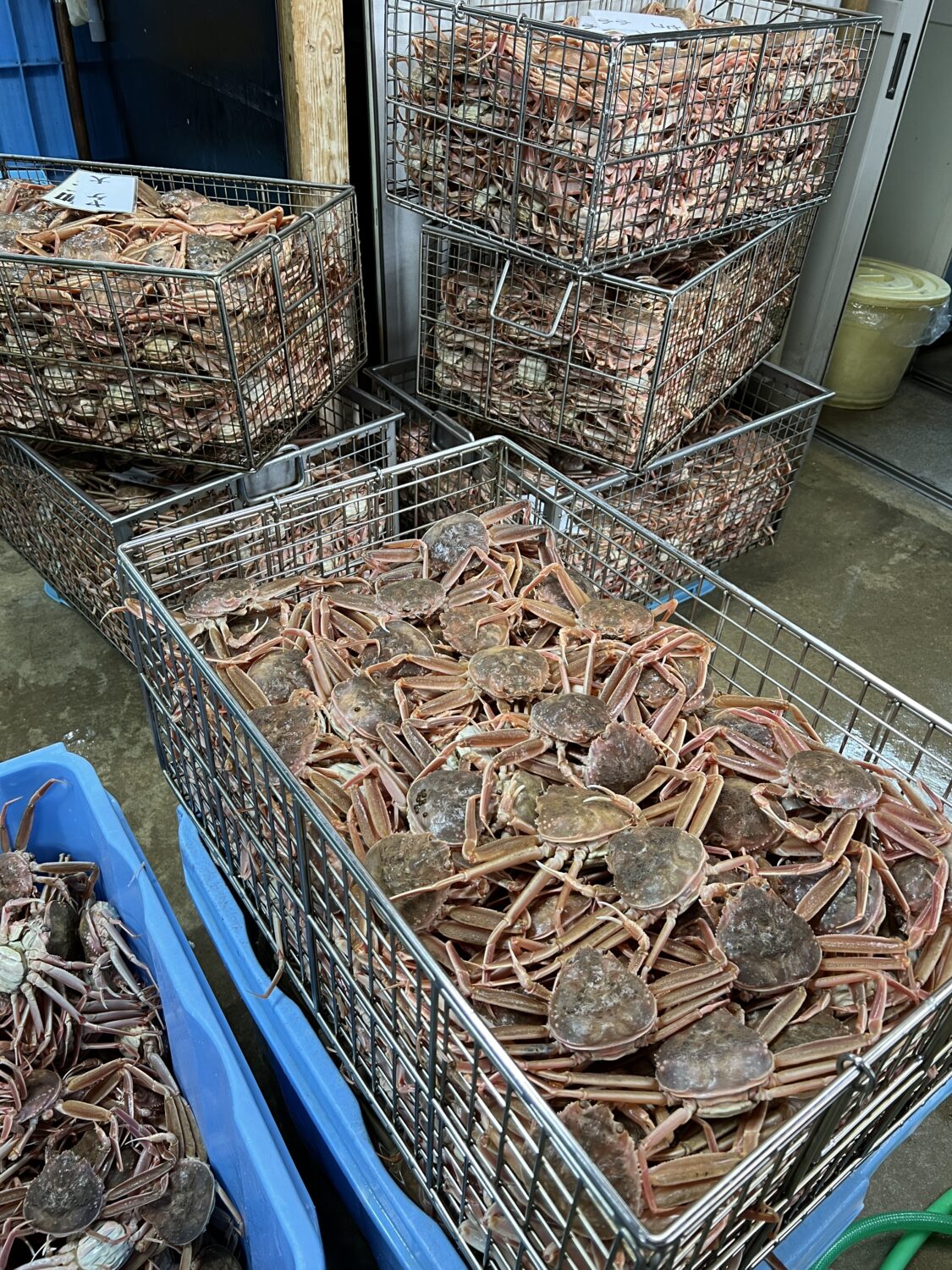 茹でる前に大きさと状態ごとに分けられた大量のセイコガニ