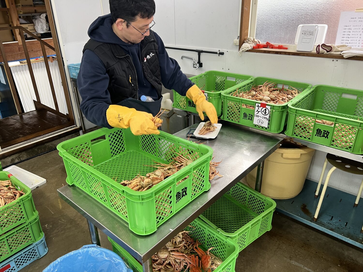 茹で上がったセイコガニを一匹ずつ検品する様子