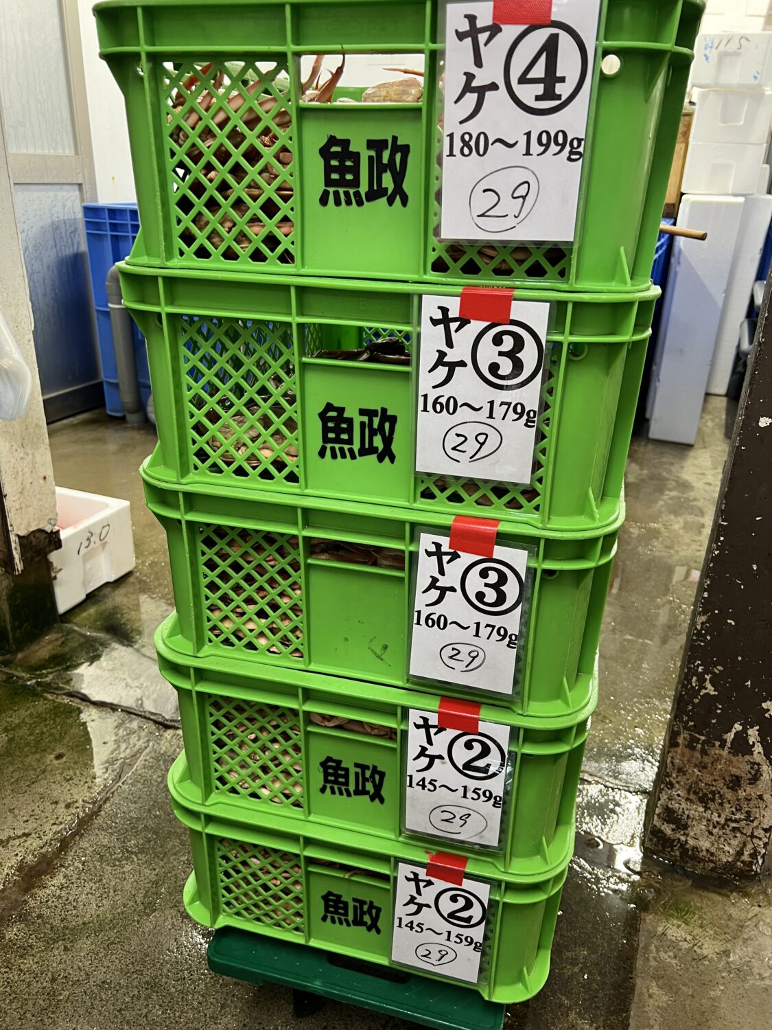 茹で上がったセイコガニを重量別に仕分けした様子